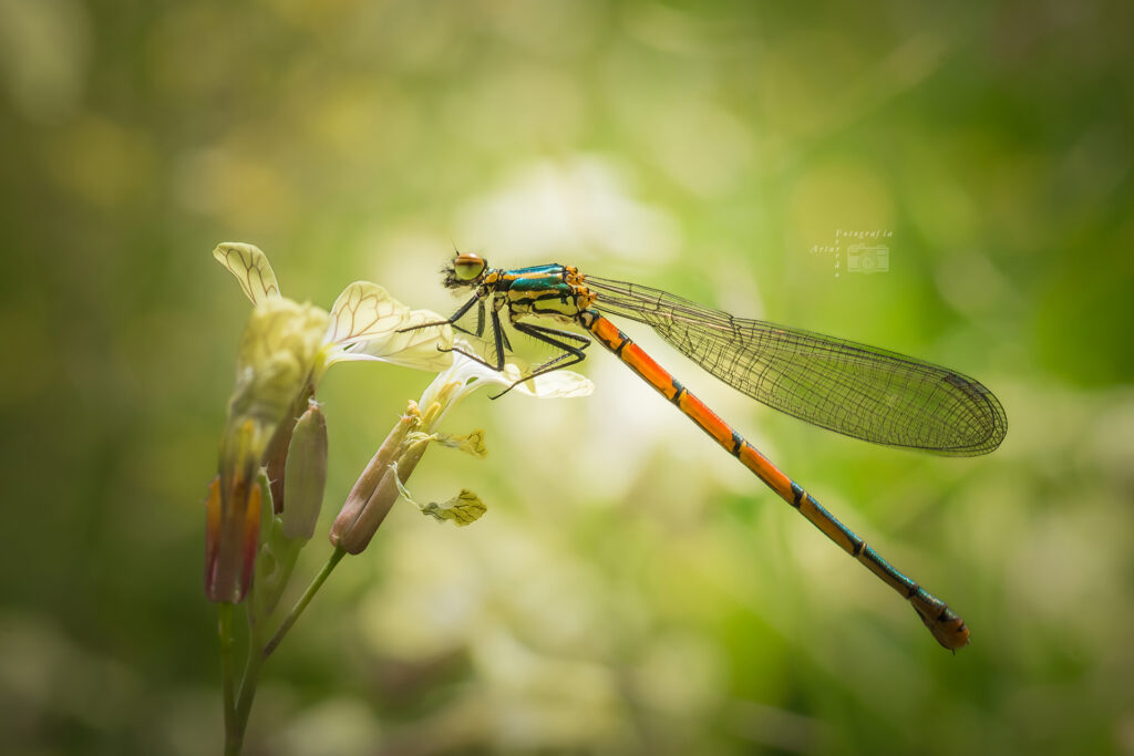 Concurso de MACRO FOTOGRAFIA